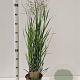 Panicum virgatum 'Heavy Metal' 60-80 cm 4,0L