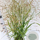 Panicum virgatum 'Heavy Metal' 60-80 cm 4,0L