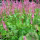 Persicaria a. 'Jo and Guido's Form' GM P9
