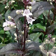 Penstemon digit. 'Husker Red' GM P9
