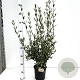 Phillyrea angustifolia 50-60 cm 2,5L
