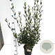 Phillyrea angustifolia 50-60 cm 2,5L