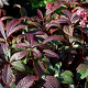Rodgersia 'Bronze Peacock' GM P9