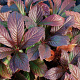 Rodgersia 'Bronze Peacock' GM P9