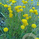 Santolina rosmarinifolia GM P9