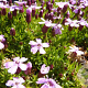 Silene acaulis 'Floribunda' GM P9