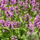 Stachys off. 'Rosea' GM P9
