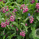 Symphytum officin. 'Moulin Rouge' GM P9