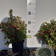 Vaccinium vitis-idaea 12-15 cm P12