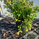 Vaccinium vitis-id. 'Red Pearl' 12-15 cm P12