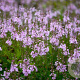 Veronica cantiana 'Kentish Pink' GM P9