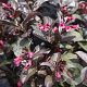 Weigela Naomi Campbell 40-50 cm 3,0L