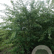 Acer s. 'Laciniatum Wieri' 10-12 HO draadkluit