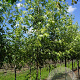 Acer s. 'Laciniatum Wieri' 8-10 HO draadkluit