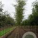 Alnus glutinosa 'Imperialis' 8-10 HO draadkluit