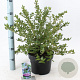 Ceanothus griseus 'Yankee Point' 30-40 cm 5,0L