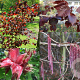 Corylus col. 'Te-Terra Red' 200-250 cm wortelgoed