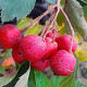 Crataegus pin. 'Big Golden Star' 8-10 HO draadkluit