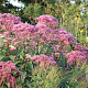 Eupatorium mac. 'Riesenschirm' GM P9