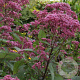 Eupatorium mac. 'Riesenschirm' GM P9