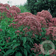 Eupatorium mac. 'Riesenschirm' GM P9