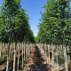 Fraxinus e. 'Altena' 8-10 HO draadkluit