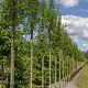 Fraxinus o. Obelisk 6-8 HO draadkluit