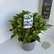 Hydrangea m. Saxon 40-50 cm  bol wit
