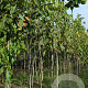 Juglans r. 'Lange van Lod' 6-8 HO draadkluit