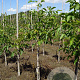 Juglans r. 'Rita' 6-8 HO draadkluit
