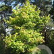 Liquidambar s. 'Schock's Gold' 6-8 HO draadkluit