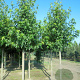Liquidambar s. 'Worplesdon' 8-10 HO draadkluit