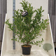 Magnolia stellata 150-175 cm 10L meerstammig
