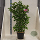 Magnolia 'Susan' 125-150 cm 10L meerstammig