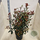 Photinia fraseri Carré Rouge 60-80 cm 10L
