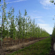 Populus tremula 8-10 HO draadkluit