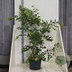 Prunus accolade 175-200 cm 20L meerstammig