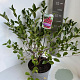 Prunus 'Carmine Jewel' 40-50 cm 5,0L
