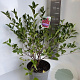 Prunus 'Carmine Jewel' 40-50 cm 5,0L