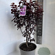 Prunus nigra 80-100 cm P27