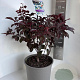 Prunus 'Trailblazer' 50-60 cm 5,0L