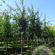 Quercus cerris 6-8 HO draadkluit