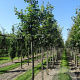 Quercus petraea 8-10 HO draadkluit