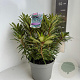 Rhododendron (AP) 'Graziella' 40-50 cm 5,0L