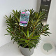 Rhododendron (AP) 'Graziella' 40-50 cm 5,0L