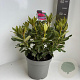 Rhododendron 'Nova Zembla' 40-50 cm 5,0L