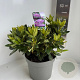 Rhododendron 'Goldflimmer' 30-40 cm 5,0L