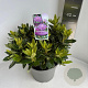 Rhododendron 'Goldflimmer' 30-40 cm 5,0L
