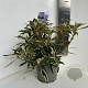 Rhododendron pont. 'Variegatum' 40-50 cm 5,0L