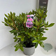 Rhododendron 'Roseum Elegans' 40-50 cm 5,0L